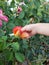 Tiny hands explore roses