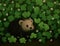 A tiny hedgehog with a pointy nose scurrying through a patch of clovers. Cute creature. AI generation