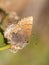 Tiny Henry`s Elfin butterfly enjoying spring sun while resting on a briar