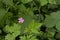 Tiny Herb-Robert flower - Geranium robertianum - selective focus.