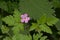 Tiny Herb-Robert flowers - Geranium robertianum - selective focus.