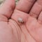 Tiny Hermit Crab