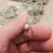 Tiny Hermit Crab