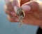 Tiny Hermit Crab inside its small and colourful sea snail shell