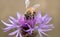 A tiny honey bee searches for food and pollen on a purple wildflower. The background is brown