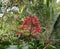 A tiny honey bird on a bunch of red wild flowers