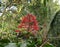 A tiny honey bird looking for honey from bunch of red flowers