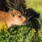 Tiny Horns Grow On Young Bisons Head