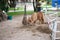 Tiny horse, young horse father eating grass