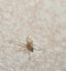 A tiny house spider on a white and brown floor