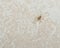 A tiny house spider on a white and brown floor