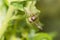 Tiny Hoverfly with wings outstretched on a leaf