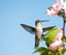 Tiny Hummingbird clinging onto an Althea flower