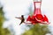 Tiny hummingbird getting a drink at a backyard feeder