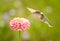 Tiny Hummingbird getting ready to feed on a flower