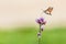 Tiny Hummingbird hawk-moth buzzing around flowers