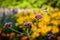 Tiny Hummingbird hawk-moth buzzing around flowers