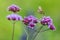 Tiny Hummingbird hawk-moth on purple flowers