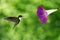 Tiny hummingbird hover in mid-air