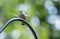 Tiny hummingbird hovers before landing on a metal bar by a feeder