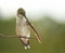 Tiny Hummingbird preening his wing
