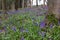 Tiny Hyacinthoides undescribed (Hyacinthoides non-scripta) flowers under the tree in a forest