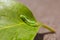 Tiny inchworm on a green leaf