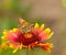 Tiny Indian Skipper Butterfly