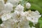 Tiny Insect on a Mountain Laurel