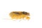 Tiny insect yellow cicada macro isolated