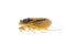 Tiny insect yellow cicada macro isolated