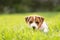 Tiny Jack Russel Terrier puppy laying on green grass