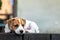 Tiny Jack Russel terrier puppy on the wooden terrace