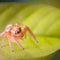 A tiny Jumping spider. Close - up,  Macro photography