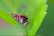 A tiny Jumping spider. Close - up,  Macro photography