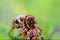 A tiny Jumping spider. Close - up,  Macro photography