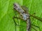 Tiny Jumping Spider on Leaf with Crane Fly Prey