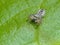 Tiny Jumping Spider on Leaf with Prey