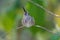 Tiny juvenile Anna`s hummingbird looks up while sitting on a curved twig, its front covered in sugary residue