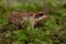 Tiny juvenile Common Frog, Rana temporaria