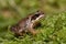 Tiny juvenile Common Frog, Rana temporaria