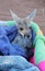 Tiny Kangaroo Joey in blankets