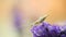 Tiny katydid on lavender flower