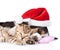 Tiny kitten and basset hound puppy in red santa hat. isolated