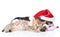 Tiny kitten and basset hound puppy in red santa hat sleeping together. on white