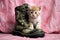 tiny kitten exploring a large military boot