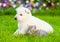 Tiny kitten lying with White Swiss Shepherd`s puppy on green gr