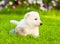 Tiny kitten lying with White Swiss Shepherd`s puppy on green grass