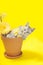 TIny kitten playing in a clay flower pot with yellow daisies.