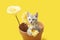 TIny kitten playing in a clay flower pot with yellow daisies.